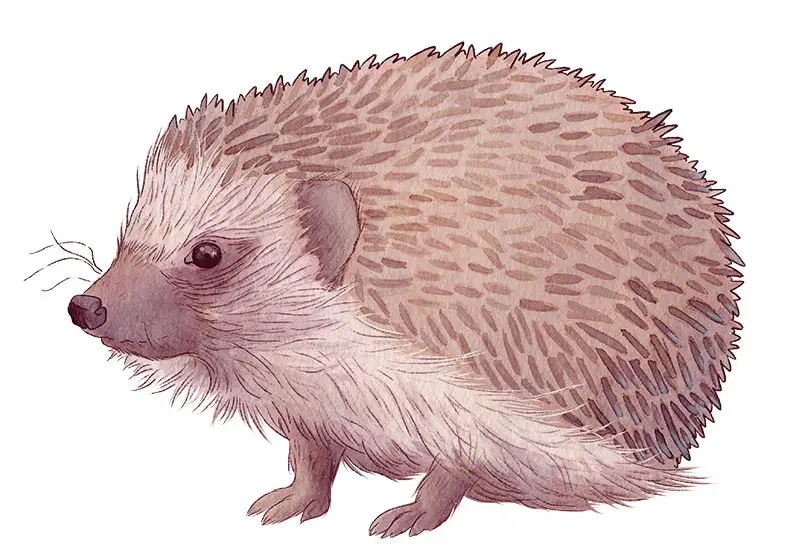 Illustrateur à l'aquarelle, technique encre et retravailler sur Procreate. Illustration scientifique d'un Hérisson par l'illustratrice Eloise Mokhtari.
